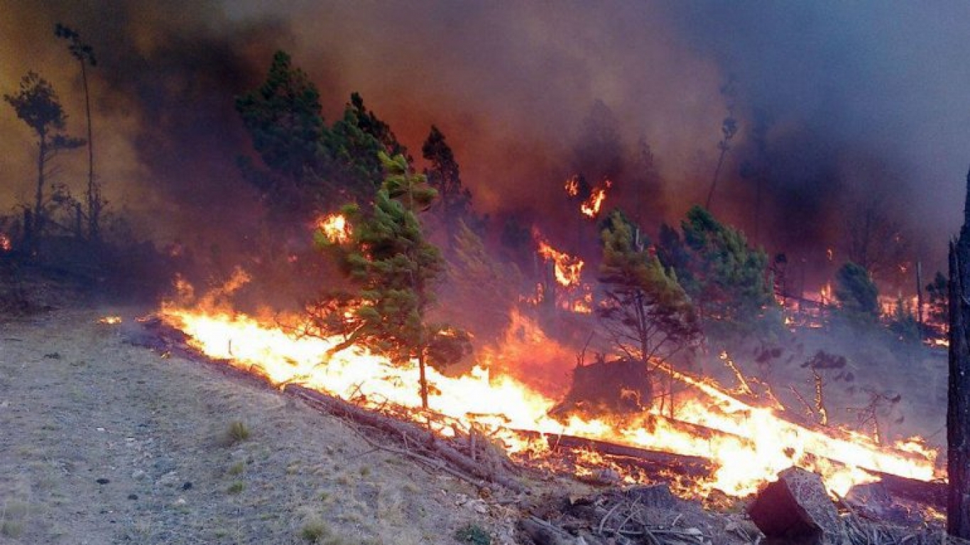 "Argentina está entre los diez países que más bosques destruyen" Hernán Giardini