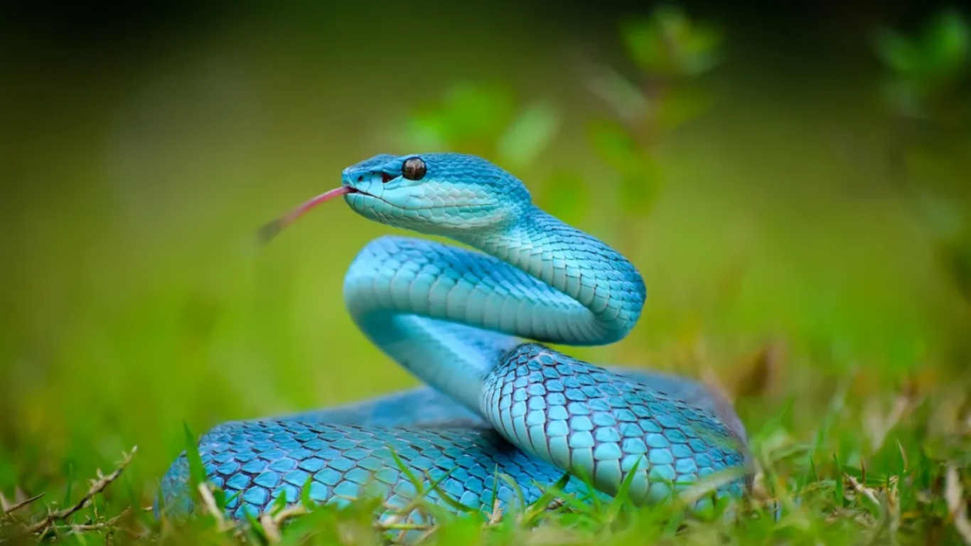 El nido donde puso el huevo la serpiente