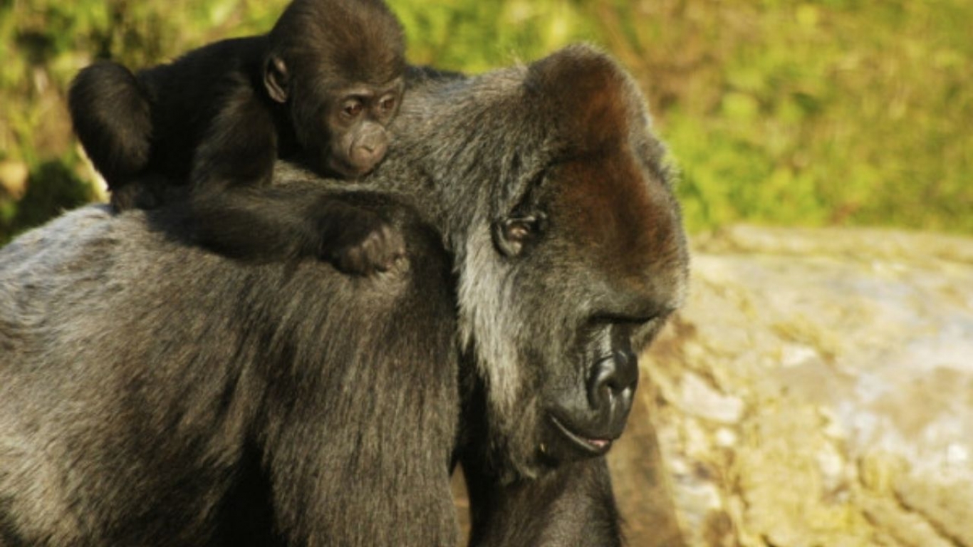 "Animal no es un insulto" - Sandra Russo