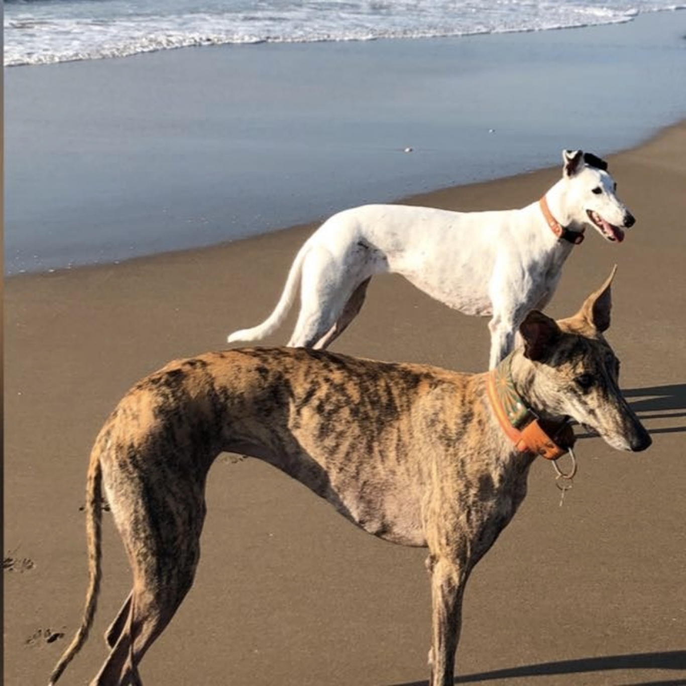 "Queremos que sean muchos mas los que se sumen para adoptar un Galgo" Cristina Prada de "Sentido Galgo"