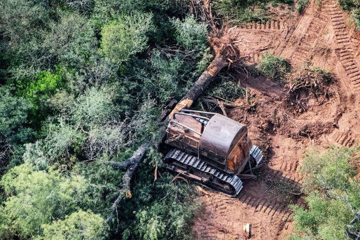 Greenpeace denunció la tala de 700 mil hectáreas de bosque en Salta